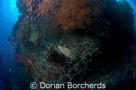 Life at Albatros Passage by Dorian Borcherds 