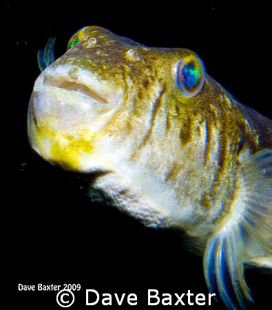 taken @ 3 mile reef north of Perth Western Australia by Dave Baxter 
