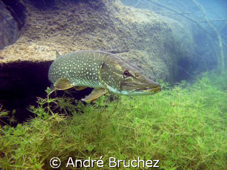 brochet by André Bruchez 