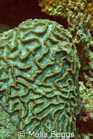 Picture perfect Scleractinia Coral.  Intact representativ... by Malia Beggs 