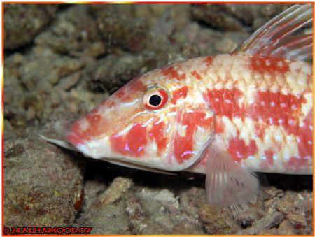 Goatfish.....  

It was taken in a night dive in Jana I... by Mohammed Al Hamood 