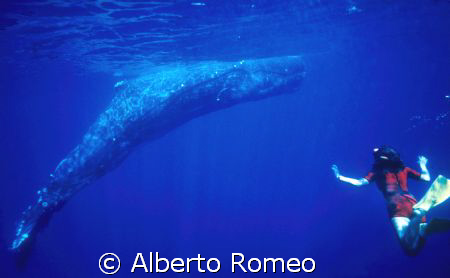 Lucia meet the big trapped spermwale caught in an illegal... by Alberto Romeo 
