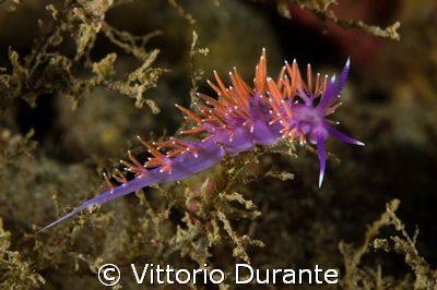 Flabellina Affinis by Vittorio Durante 