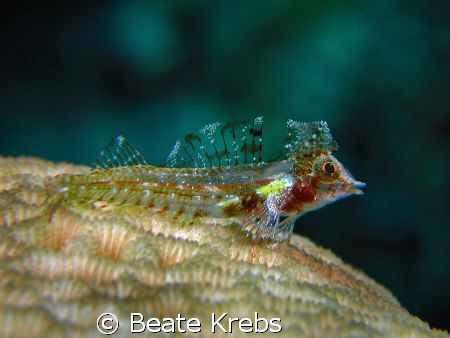 Blackspot Triplefin , very shy, taken at Wakatobi with Ca... by Beate Krebs 