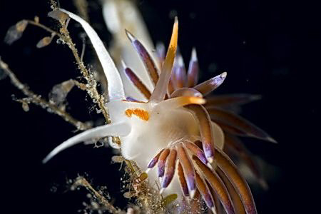 (Cratena peregrina) by Miro Polensek 