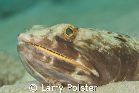 D300, 105VR, Bonaire by Larry Polster 