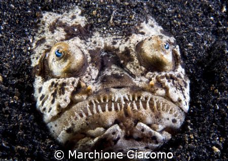 Look the stars. Nikon D200, 60 micro, twin strobo
Lembeh... by Marchione Giacomo 