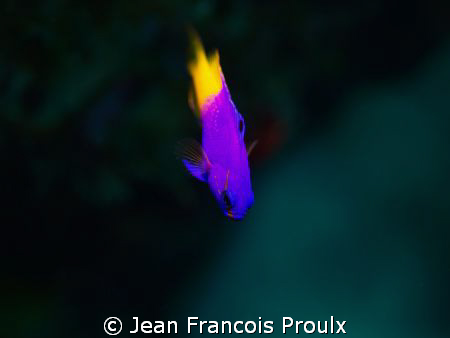 bonaire by Jean Francois Proulx 