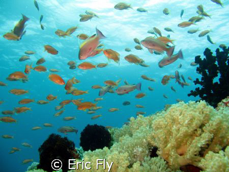 school of anthias, sombrero, anilao by Eric Fly 