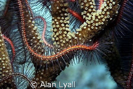Brittle star - Bonaire - Canon EOS350D; EF-S 60mm; single... by Alan Lyall 