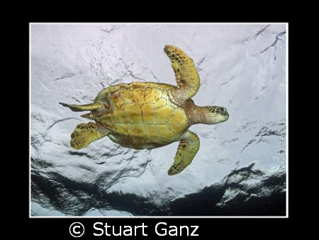 Green Sea Turtle. Taken on a rainy day in Hawaii. by Stuart Ganz 