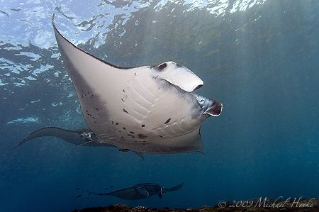 Manta birostris - Nikon D300, Nikkor 16mm, Ikelite, 2xDS125 by Michael Henke 