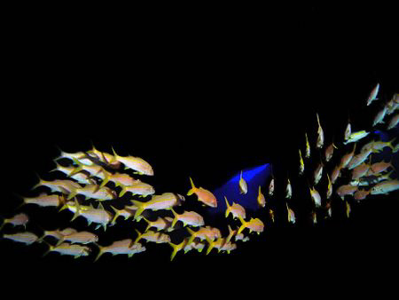 Yellowfin goatfish wide by Martin Dalsaso 