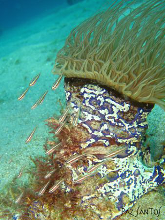 Tube anemone with a small school of glass gobies taken in... by Paz Maria De Vera-Santos 