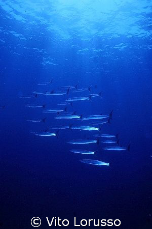 Fishs by Vito Lorusso 