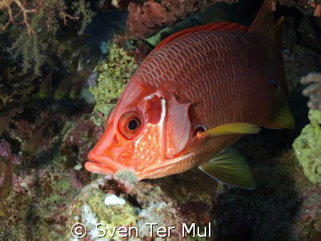 Humpback Snapper close focus by Sven Ter Mul 