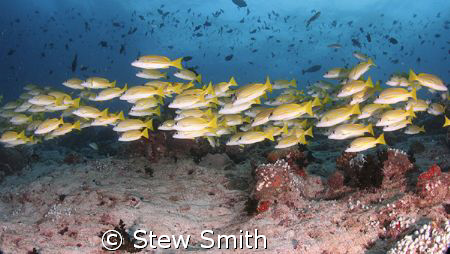 blue lined snapper by Stew Smith 
