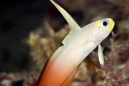 FireGoby by Erika Antoniazzo 