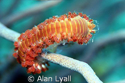 Fireworm - Bonaire - Canon EOS350D; EF-S 60mm; single DS-125 by Alan Lyall 