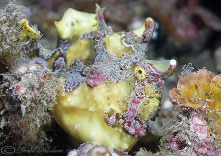 Painted frogfish. Lembeh straits. D200, 60mm. by Derek Haslam 