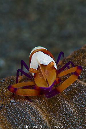 colorfull imperial shrimp by Cipriano (ripli) Gonzalez 