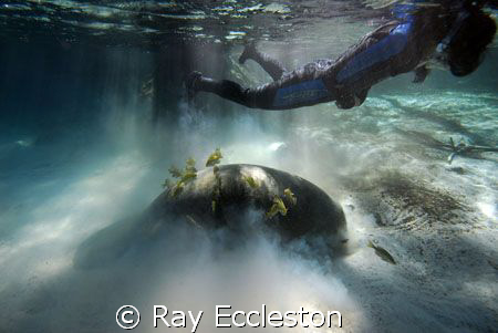 Soft landing. Taken at Crystal River FL. by Ray Eccleston 
