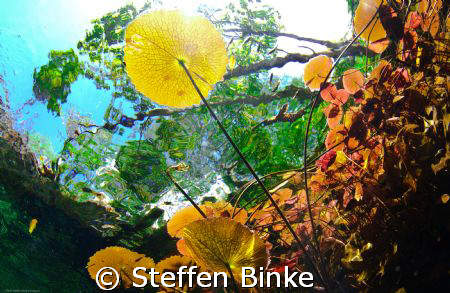 Freshwater by Steffen Binke 