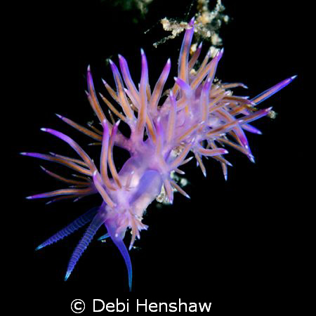 Who says the Med is Dead. I found this fantastic Flabelli... by Debi Henshaw 