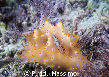 nikon d2x 60mm macro by Puddu Massimo 