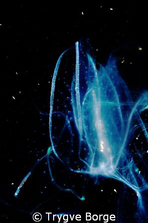 Illouminous Gellyfish, night dive, Alternatives. by Trygve Borge 