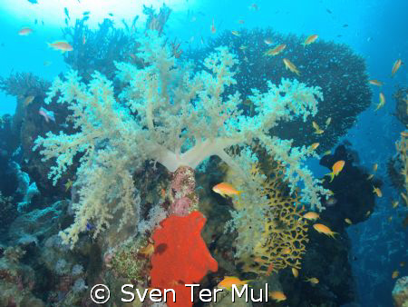 Soft coral by Sven Ter Mul 