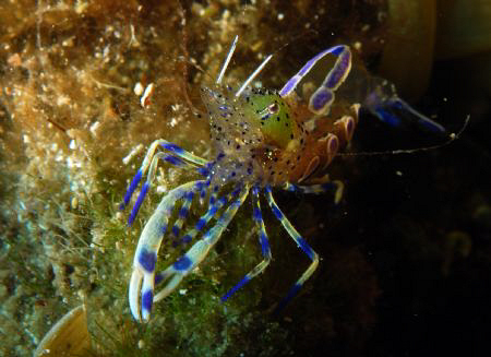 Ghost Shrimp Croatia by Andy Kutsch 