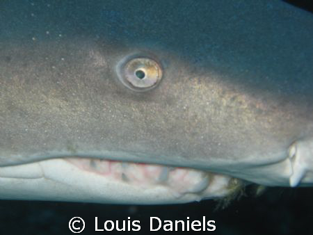 I Got My Eye On You ...This is once again off the coast o... by Louis Daniels 