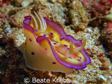 Cromodoris in a hurry, taken with Canon S70 by Beate Krebs 