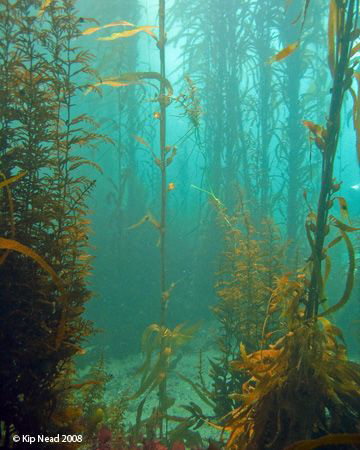 A rare day at Point Pinos south of Monterey. Notoriously ... by Kip Nead 