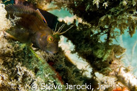Seaweed Blenny. Olympus e-520 w/Olympus housing twin Inon... by Steve Jarocki, Jr. 