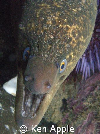 Juvienile moray, back side of Santa Cruz Isl. CA.Channel ... by Ken Apple 