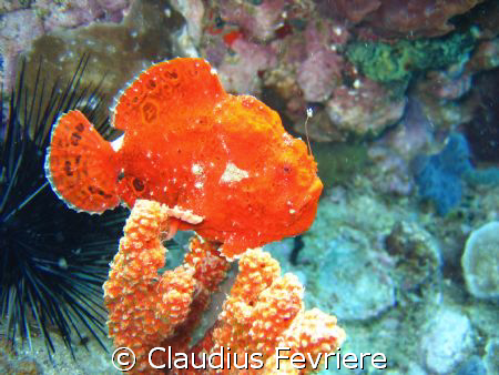 Frogfish by Claudius Fevriere 