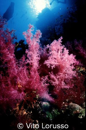Corals - Dendronephthya Sp. by Vito Lorusso 
