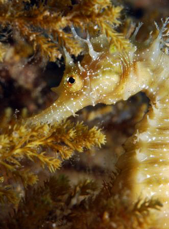 Seahorse in croatia. by Andy Kutsch 