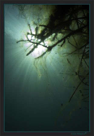 Freshwater atmosphere on a dive With Dany & Michel at "le... by Sven Tramaux 