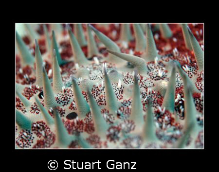 Crown of Thorns by Stuart Ganz 