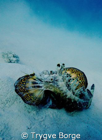 Red Sea Walkman (Filamenteed Devilfish Inimicus Filamento... by Trygve Borge 