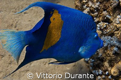Angelfish by Vittorio Durante 