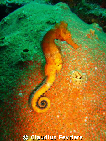 Seahorse at Rosemand's Trench by Claudius Fevriere 