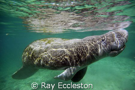 Manatee , At Crystal River FL by Ray Eccleston 