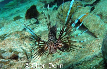 Taken on Nekton Pilot dive site "The Hesperus"  Lion Fish... by Cheri Denn 
