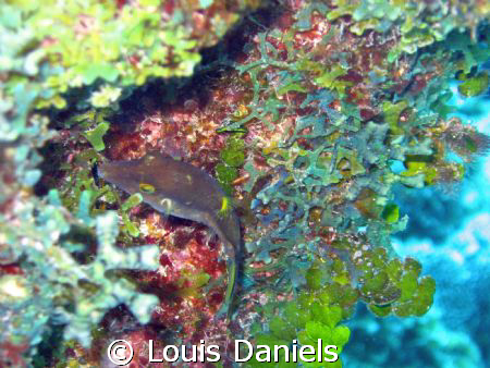 Hello by Louis Daniels 