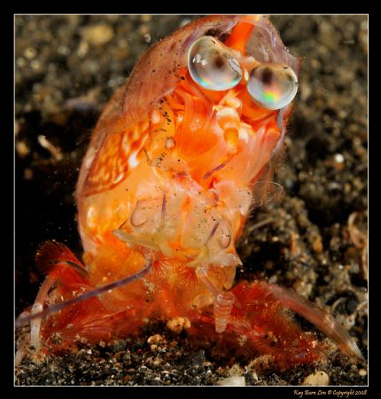 Molting Shrimp. 
D300, 60mm AF-S by Kay Burn Lim 