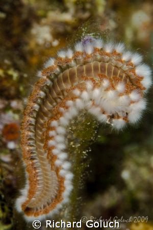Bearded Fireworm-Bonaire-Canon 5D 100 mm macro by Richard Goluch 